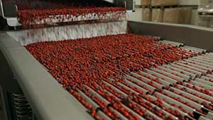 Lingonberries on the conveyer prior to sorting 300