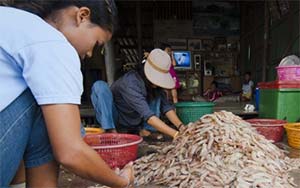 Thai shrimp peeling shed