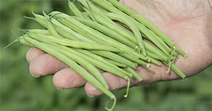 bonduelle green beans