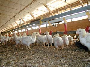 chickens-in-house