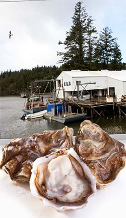 goose point oysters