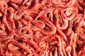 indian shrimp 2