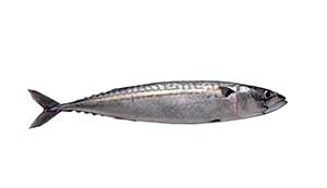 mackerel nsc