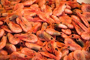 shrimp norway