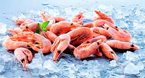 shrimp RG