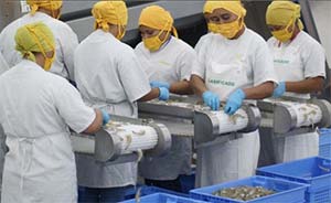 shrimp processing at seajoy plant