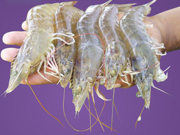 vannamei shrimp workshop